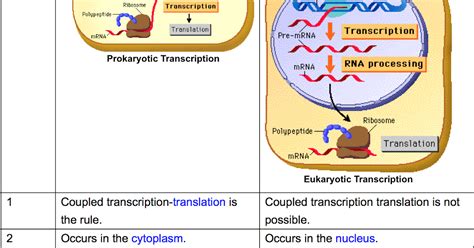 Biology Review Transcription In Eukaryotes And Prokaryotes