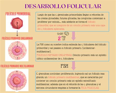 Desarrollo Folicular Listo Fol Culo Primordial Desarrollo Folicular