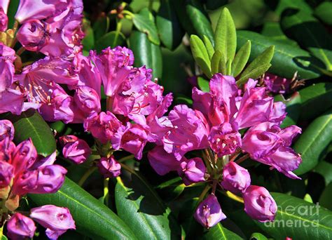 Rhododendron Blooming Photograph by Jill Lang - Fine Art America