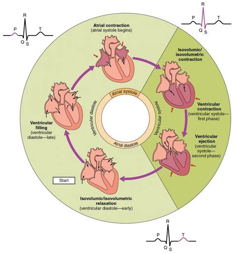 This pie chart shows the different phases of the cardiac cycle and ...