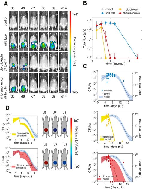 Model Of Host Pathogen Interaction Dynamics Links In Vivo Optical