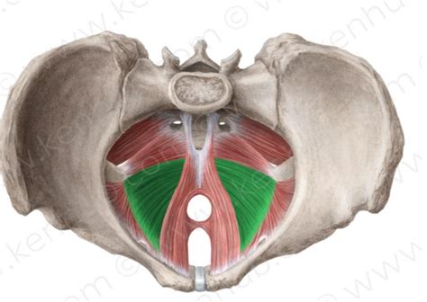 Pelvic Floor Muscles Diagram Quizlet