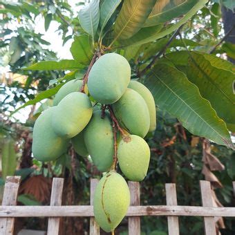 Cara Memaksa Mangga Berbuah Di Luar Musim