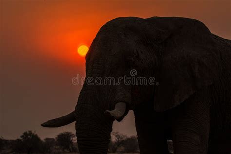 African Elephant stock image. Image of sunset, african - 189730977