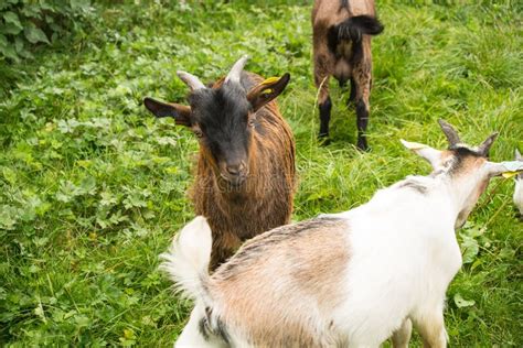 Grazing goats stock photo. Image of distance, farm, africa - 66265522