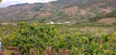 Our Coffee Farm Coffee Robusta Arabica VietNam