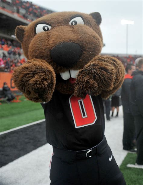 Heres Looking At You Beaver Nation Oregon State University Beavers