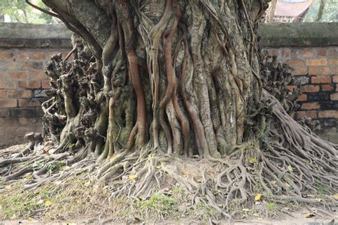 Vietnam Smochin Arbore Rădăcină Fotografie gratuită pe Pixabay