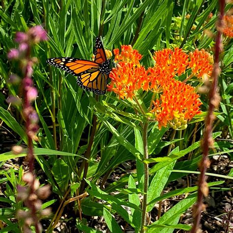 Monarch Waystations Usher The Colors Of Butterflies To Your Garden Art