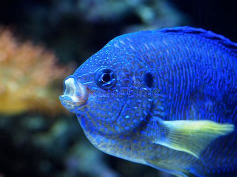 Petits Poissons Bleus Dans L'aquarium Photo stock - Image du petits ...