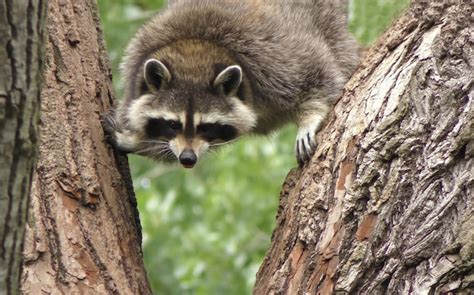 Premium Photo | A raccoon climbing a tree