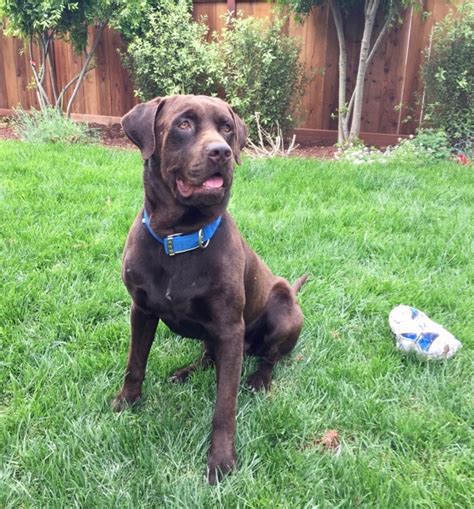 Milo In Lawn Monterey Bay Lab Rescue