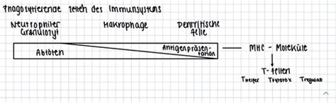 Immunologie Flashcards Quizlet