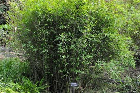 Fargesia Murielae ‘umbrella Bamboo Bamboo Plants Hq