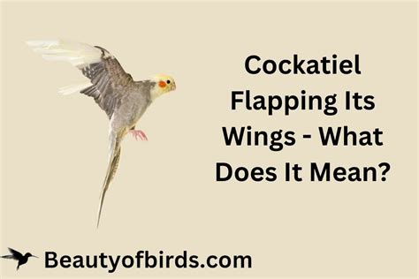 Cockatiel Flapping Its Wings - What Does It Mean?