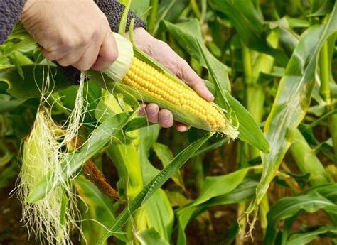 How To Grow Sweet Corn At Home