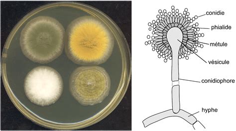 Aspergillus - Mold, Species, Taxonomy and Toxins