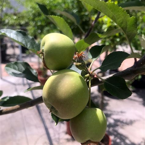 Malus Communis Manzano Distintas Variedades Viveros Pe A Frutales