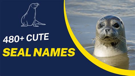 480+ Cute Seal Names [Fun & Meaningful Ideas]