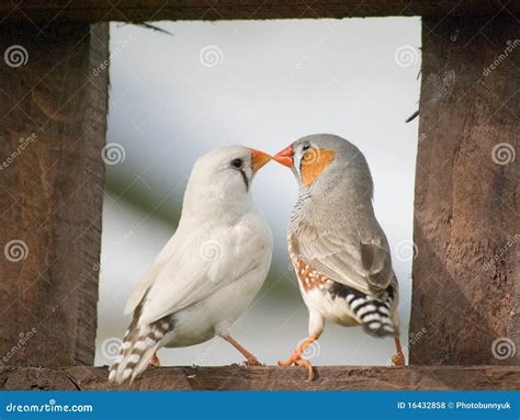 Zebra Finches Royalty-Free Stock Image | CartoonDealer.com #202507192