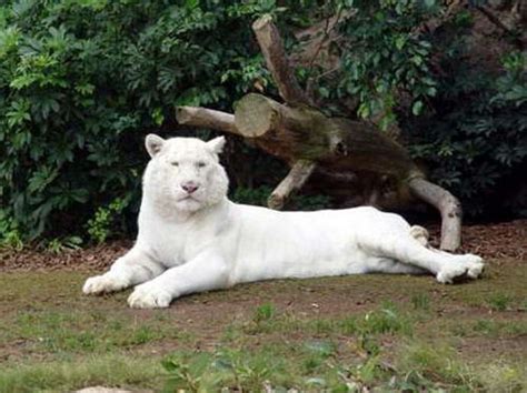 .: White Wonder of Albino Animals