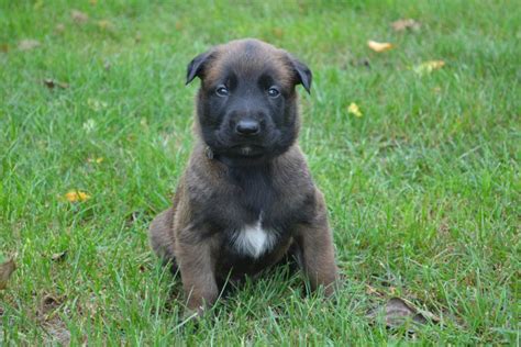 Magnifiques Chiots Berger Belge Malinois Lof Uncompagnon Fr