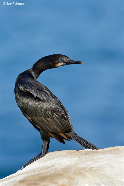 Brandt’s Cormorant – Joe Fuhrman Photography