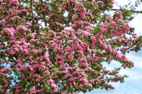 How to Grow and Care for Hawthorn Trees