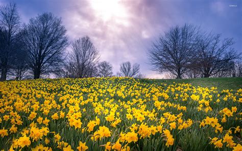 Daffodils Background