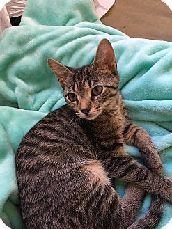 Colmar PA Domestic Shorthair Meet Heru A Kitten For Adoption