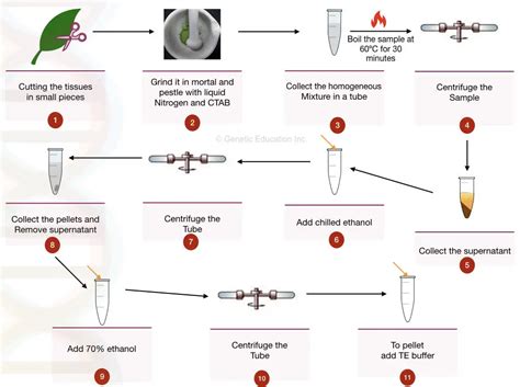 Plant Dna Extraction Using Ctab Buffer