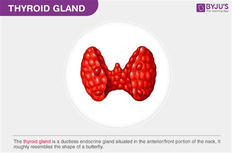 Thyroid Gland Anatomy