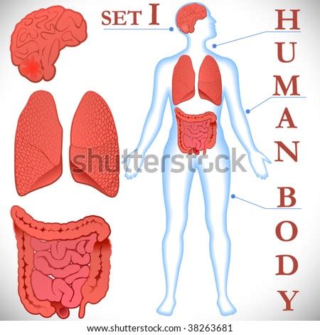 Vector Human Body Parts. - 38263681 : Shutterstock