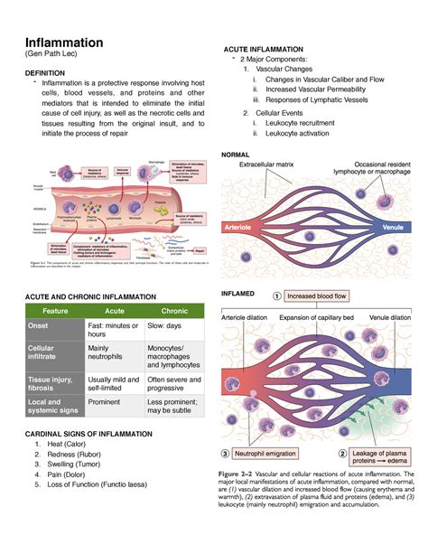 General Pathology Inflammatory Response Inflammation Gen Path Lec