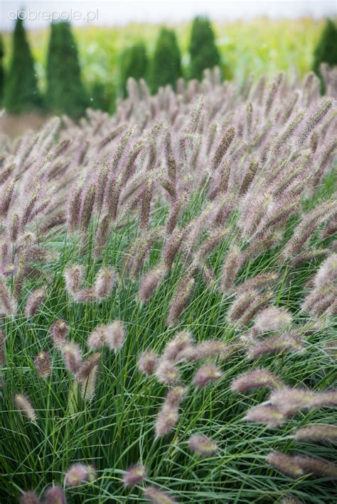 Szkółka Bylin Dobrepole Pennisetum Alopecuroides Lady U Rozplenica Japońska