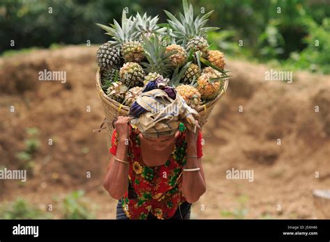 Pineapple Harvesting On The Hill At Rangamatichittagang Bangladesh