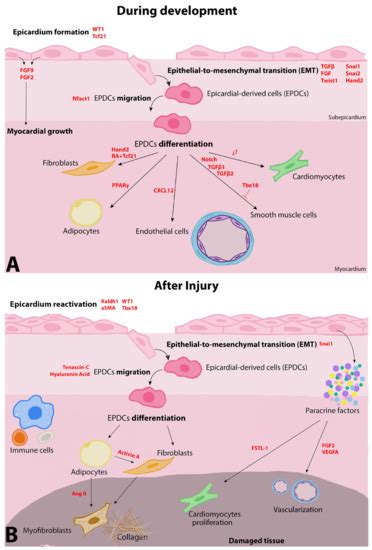 Ijms Free Full Text Regulation Of Epicardial Cell Fate During