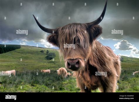 Highland bull, Scotland Stock Photo - Alamy