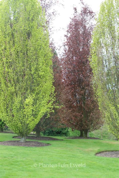 Fagus Sylvatica Dawyck Esveld Shop