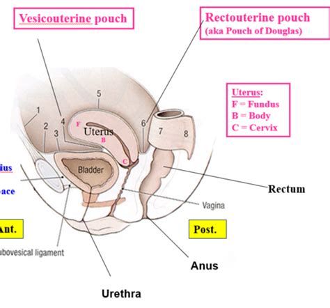 Block 3 Pelvic Viscera And Peritoneal Reflections Flashcards Quizlet