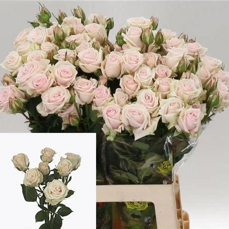 Rose Spray Royal Porcelina Cm Wholesale Dutch Flowers Florist