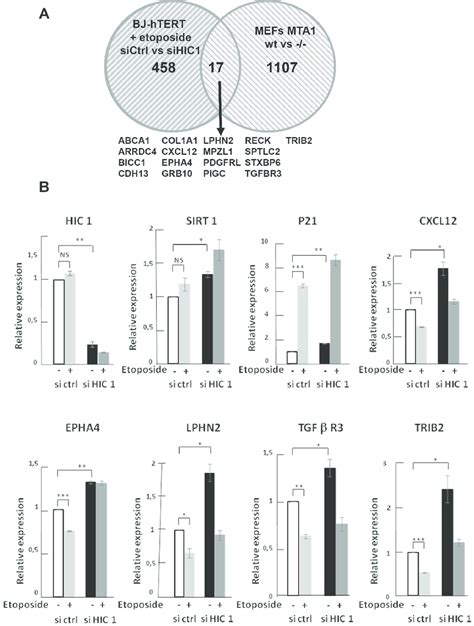 Identification Of Target Genes Potentially Regulated In Bj Htert Human