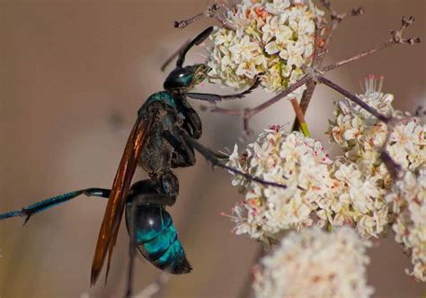 The 10 Smartest Insects In The World Earth Life