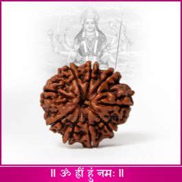 Nine Mukhi Face Rudraksha From Nepal Vedic Vaani