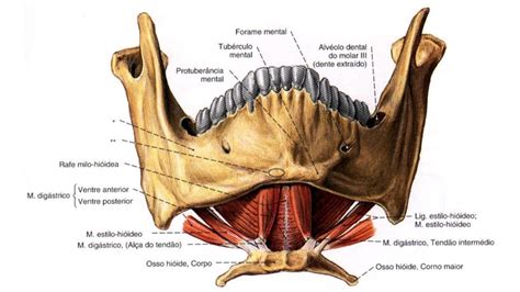 Osso Hi Ide Anatomia Papel E Caneta