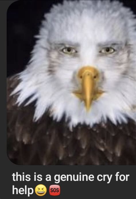 Staring Eagle Meme Staring Eagle Marvin Beak Know Your Meme