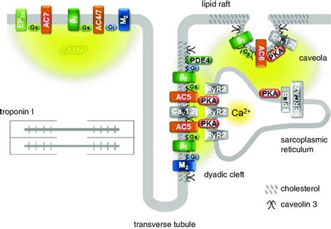 1 Compartmentalized Camp Signaling In Adult Ventricular Myocytes Download Scientific Diagram