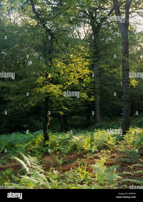 Hainault Forest Sssi Ancient Semi Natural Woodland With Oak Tree