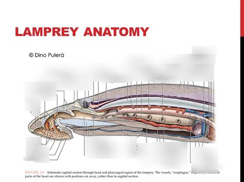 Lamprey anatomy Diagram | Quizlet