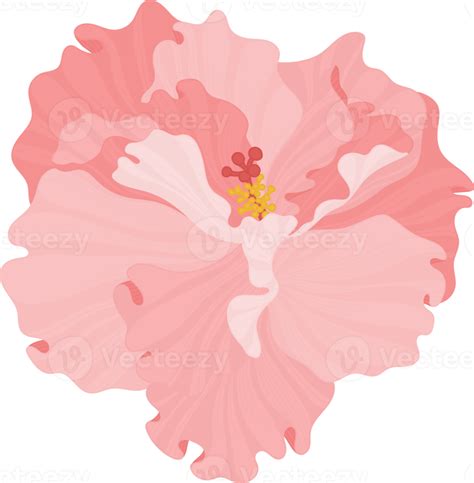 Pink Hibiscus Flower Hand Drawn Illustration 10173250 Png